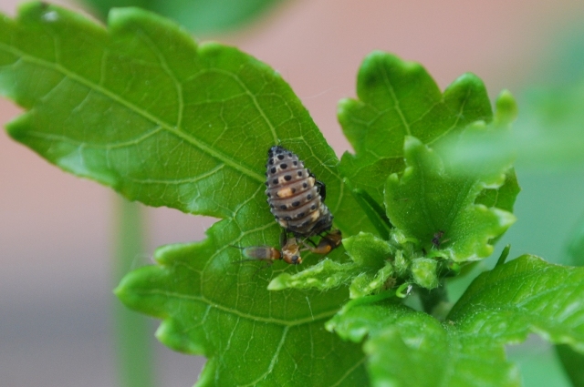 ospiti delle larva di coccinella